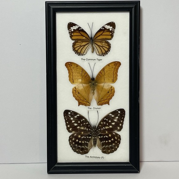 Other - REAL LIFE: Framed Butterflies Specimens Common Tiger Cruiser Archduke 8" Vintage
